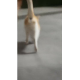 Pet Care Sitting Bade Grooming Salon Food Shop Flyer