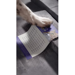 Pet Care Sitzen Baden Grooming Beauty Salon Katze Flyer