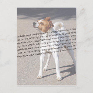 PET-Foto ✨ Postkarte