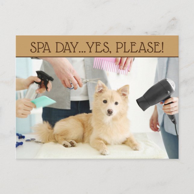 Pet Grooming Wellness-Center Day Postkarte (Vorderseite)