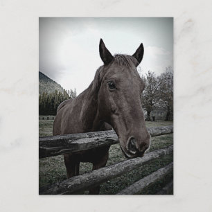 Pet mich bitte! Gentle Horse Postkarte