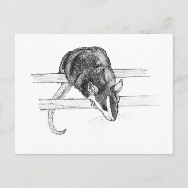 Pet mouse sketch postcard by Nicole Janes Postkarte (Vorderseite)