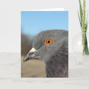 Pet Pigeon Karte