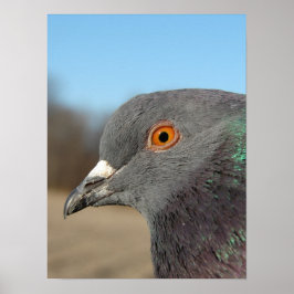Pet Pigeon Poster