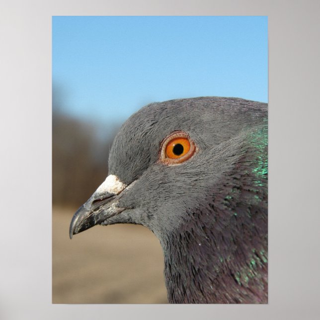 Pet Pigeon Poster (Vorne)
