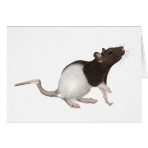 Pet Rat Painting