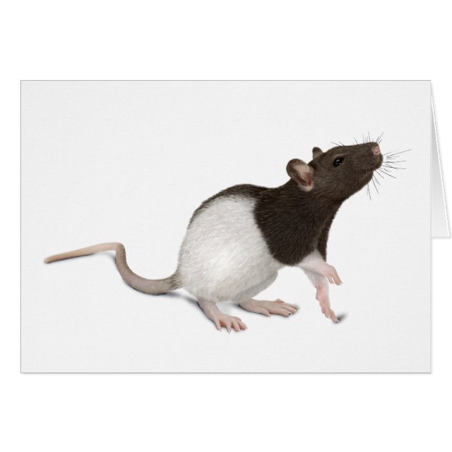 Pet Rat Painting (Vorderseite (Horizontal))