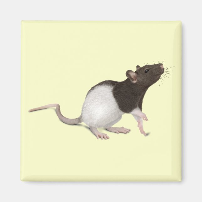 Pet Rat Painting Magnet (Vorne)
