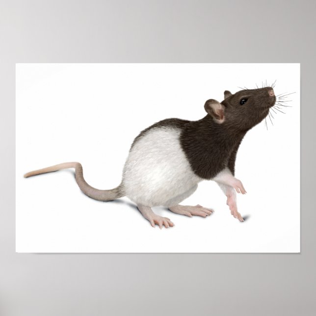 Pet Rat Painting Poster (Vorne)