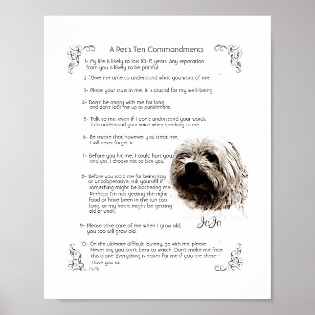 Pet Rules - JoJo Poster (Vorne)