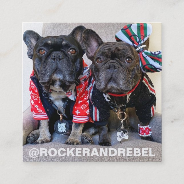 Pet Star | Modernes Minimalistisches Foto und einf Quadratische Visitenkarte (Vorderseite)