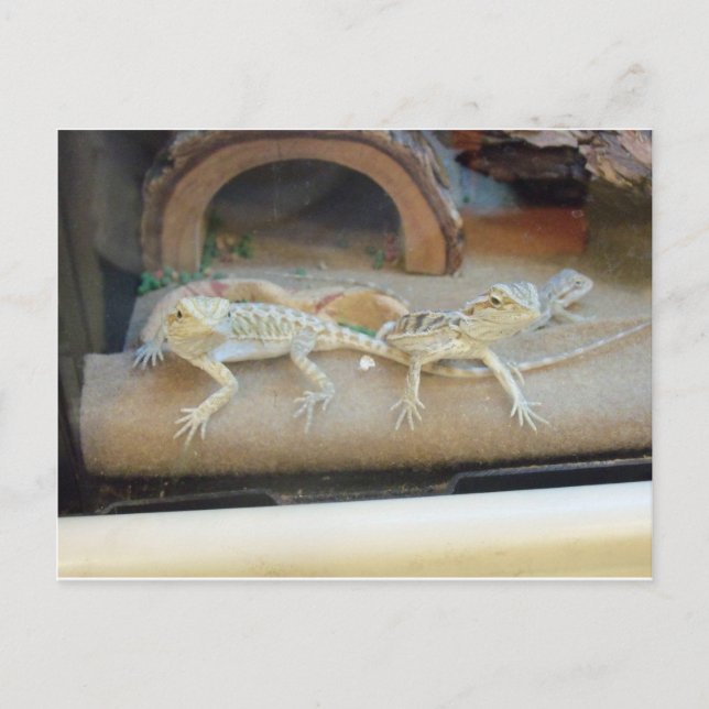 Pet Store Lizards Postkarte (Vorderseite)