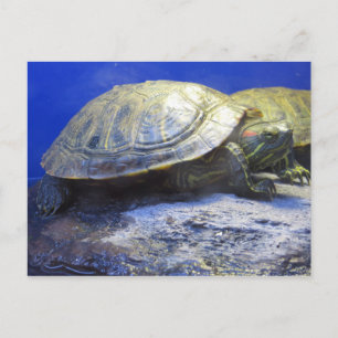 Pet Store Turtle Postkarte