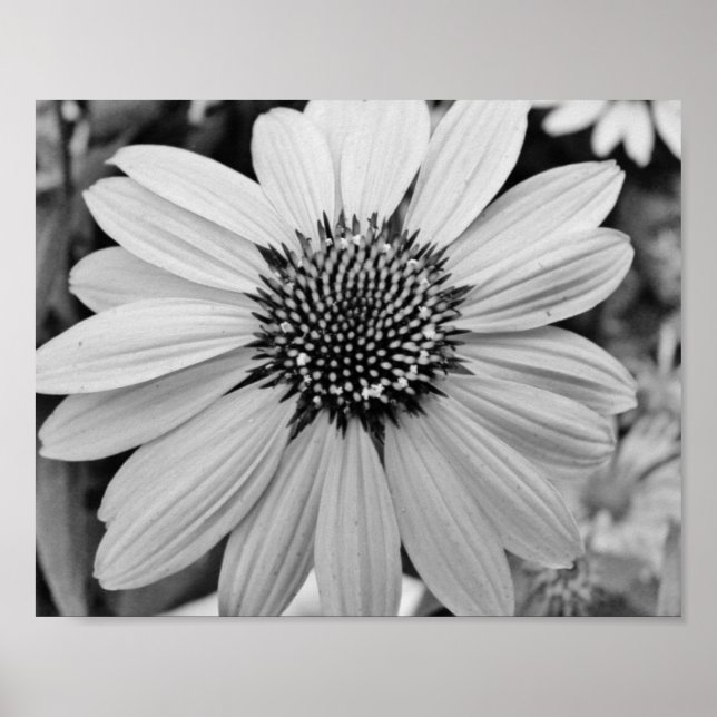 Petal Blume 10x8 Poster (Vorne)
