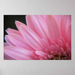 Petal Pink Poster