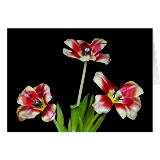 Petal Power (Vorderseite (Horizontal))