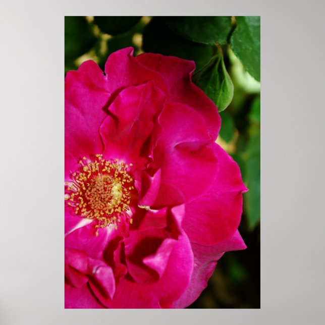 Petalen der Sommerkurse Poster (Vorne)