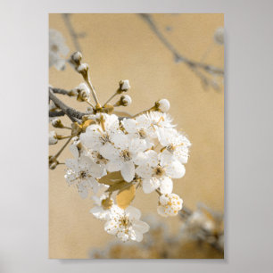 Petalen des Versprechens Frühlingsbröckeln Kirschb Poster