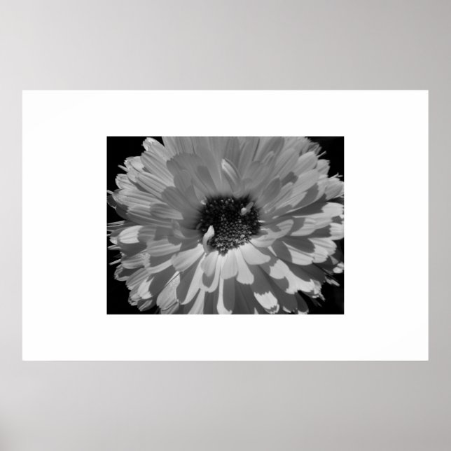 Petalen in Schwarz und Weiß Poster (Vorne)