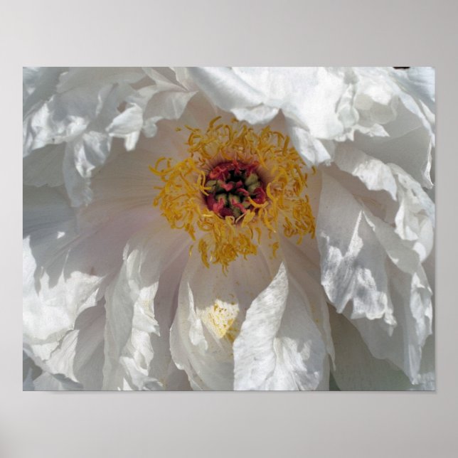 Petalen und Blume aus weißem Peony Poster (Vorne)