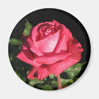 Peter Frankenfeld Hybrid Tea Rose 001 Magnet