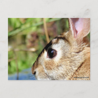 "Peter Rabbit" Postkarte
