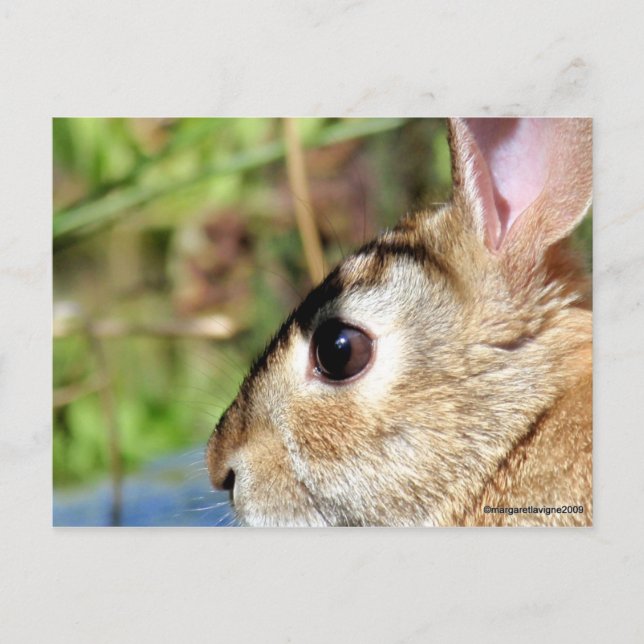 "Peter Rabbit" Postkarte (Vorderseite)