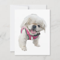 Peter Rottentail Mitteilungskarten