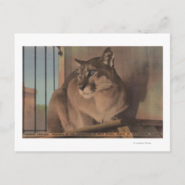 Petersburg, Florida - Bild von Florida Postkarte (Vorderseite)