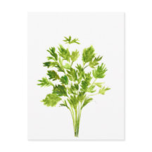 Petersilie Kräuter Parsley Aquarell Pflanze grün