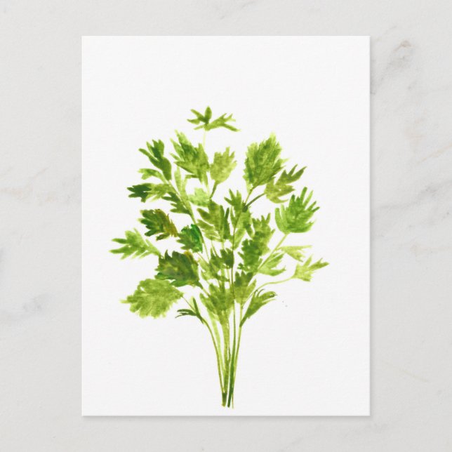 Petersilie Kräuter Parsley Aquarell Pflanze grün Postkarte (Vorderseite)