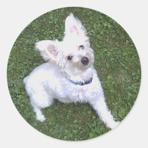 Petey, Pom-A-Poo-Aufkleber Runder Aufkleber