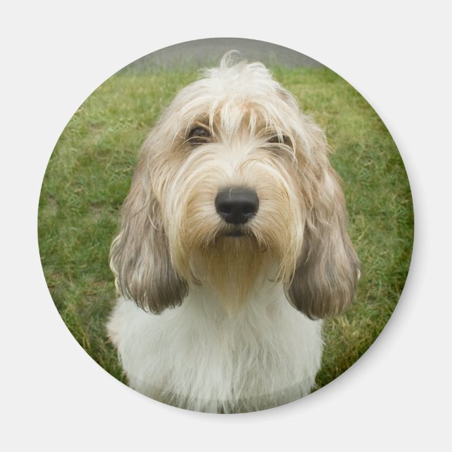 Petit Basette Griffon Vendeen Magnet (Vorne)