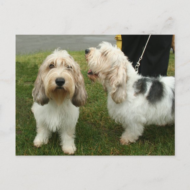 Petit Basette Griffon Vendeen Postkarte (Vorderseite)