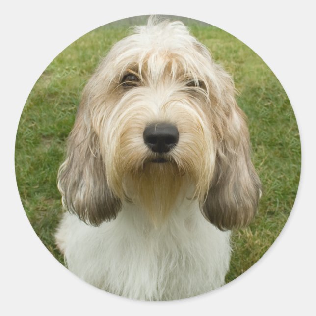 Petit Basette Griffon Vendeen Runder Aufkleber (Vorderseite)