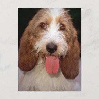 Petit Basset Griffon de Vendeen Postkarte