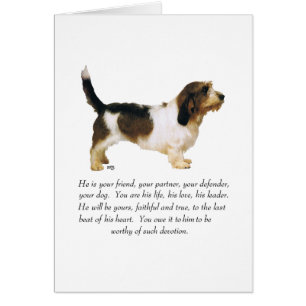 Petit Basset Griffon Vendeen Rüde