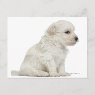 Petit chien lion oder Little Lion Doppy Welpe Postkarte