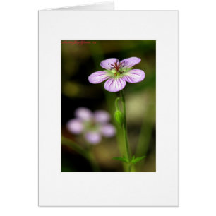 Petite lila Blume