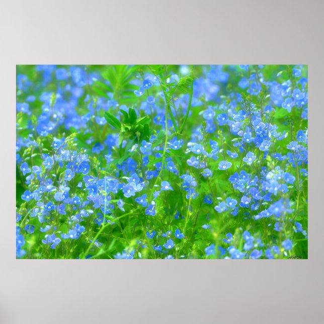 PETITES FLEURS BLEUES POSTER (Vorne)