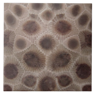 Petoskey Stone Fliese