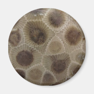 Petoskey Stone Magnet