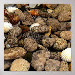 Petoskey Stones mit Muscheln l Poster