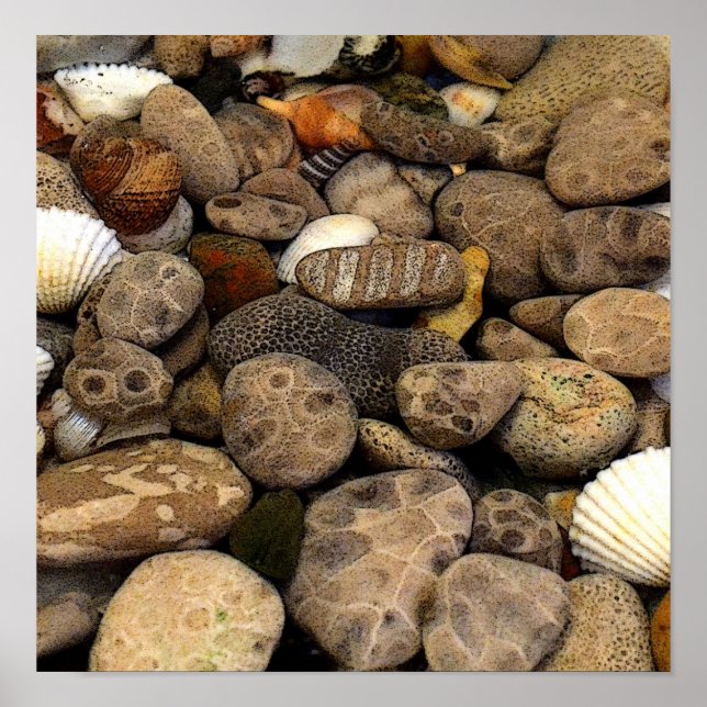 Petoskey Stones mit Muscheln l Poster (Vorne)