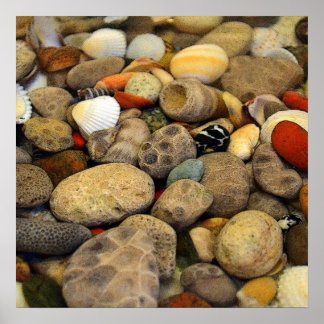 Petoskey Stones mit Muscheln Poster