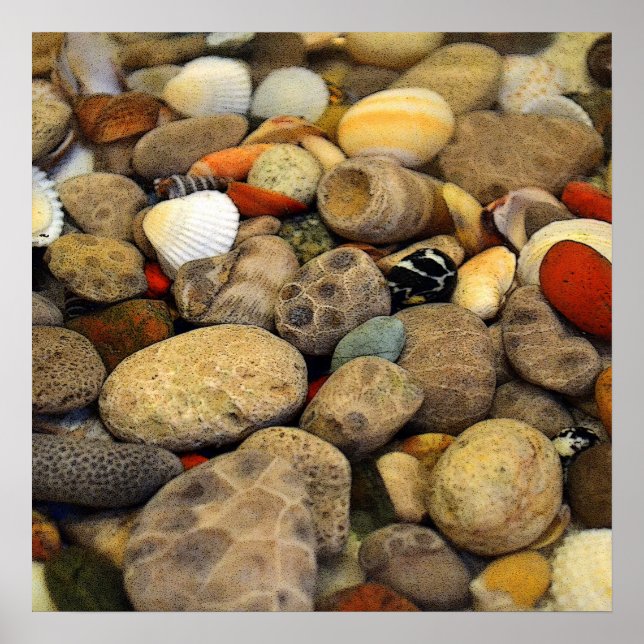 Petoskey Stones mit Muscheln Poster (Vorne)