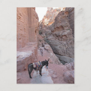 Petra Donkey Postcard Postkarte