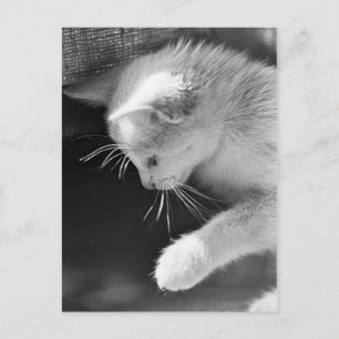 Petra Poised Postkarte