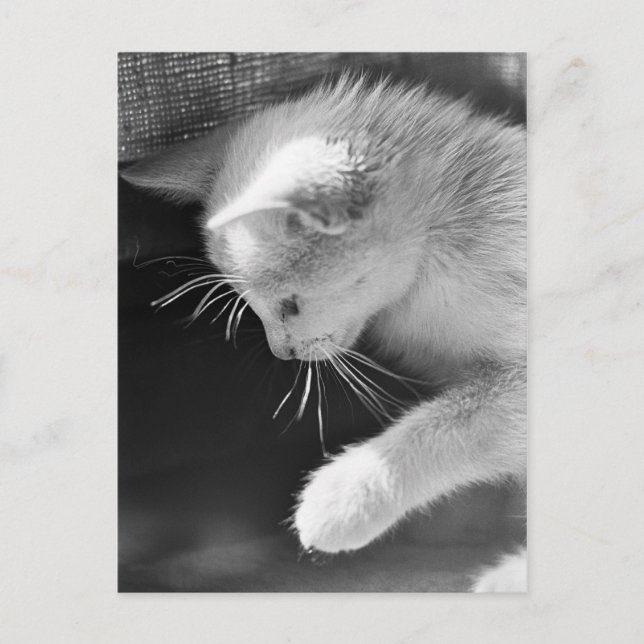 Petra Poised Postkarte (Vorderseite)