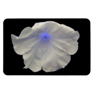 Petunai Blue Glow Premium Magnet